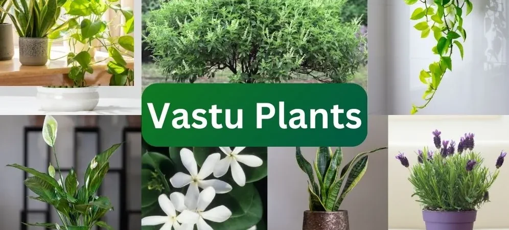 Top 5 Plants That Bring Luck and Prosperity to Your Home as per Indian Vastu Shastra